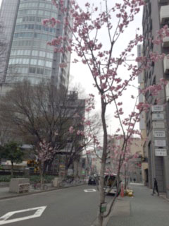 南伊勢町通のオウカン桜（矢場公園東）早咲きが街の話題　2016年3月9日撮影