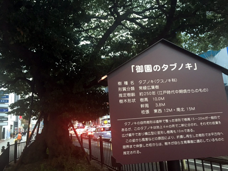 写真2：タブノキと説明看板、伏見・入江町交差点